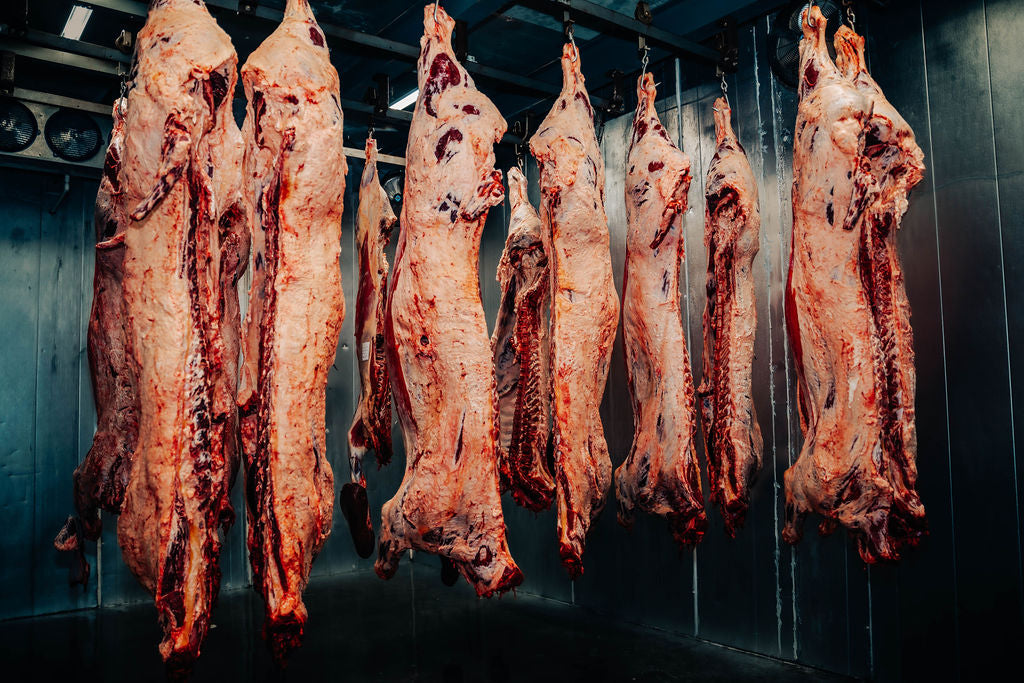 Hanging beef carcasses being processed at WP Meat Co in Enfield, Illinois.